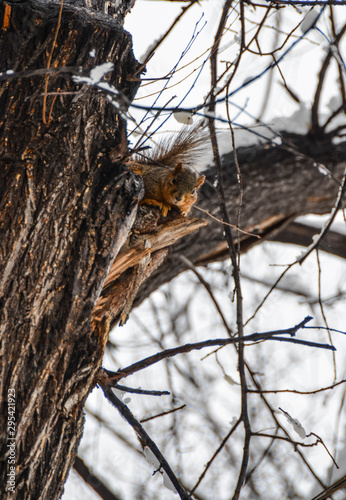 Cold squirrel 2
