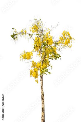 Golden Shower or Cassia Fistula isolated on white background,national tree of Thailand