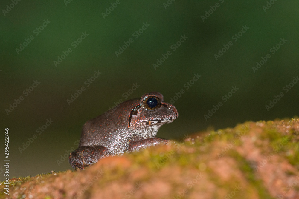 Obraz premium Burrowing Frog Species Frog seen in night at Amboli,Sindhudurga,Maharashtra,india