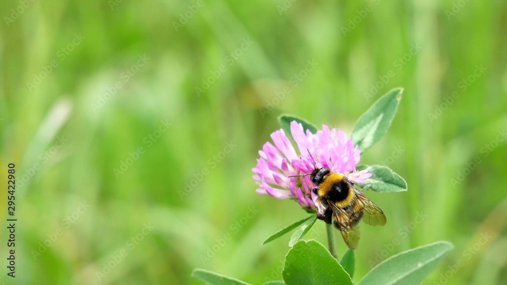 Bumblebee on a clover flower. Bumblebee on a clover flower.