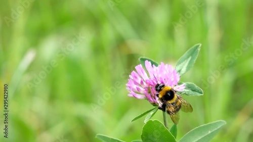 Bumblebee on a clover flower. © Rbizon