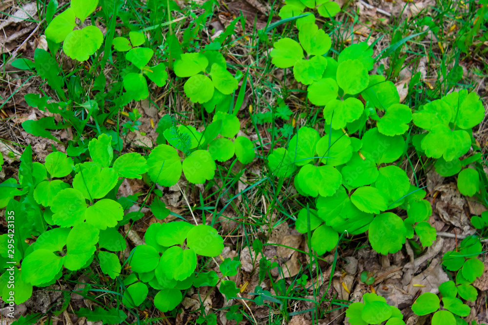 Background from a trefoil on the ground. Background from a trefoil on the ground.