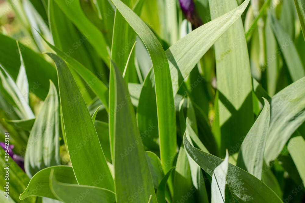 Green leaves of a tulip. Patern from plants. Green leaves of a tulip. Patern from plants.