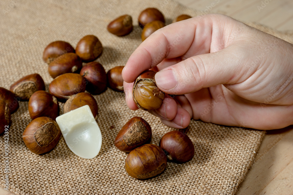 hand holding fresh chestnuts with sack bag background hand holding fresh chestnuts with sack bag background