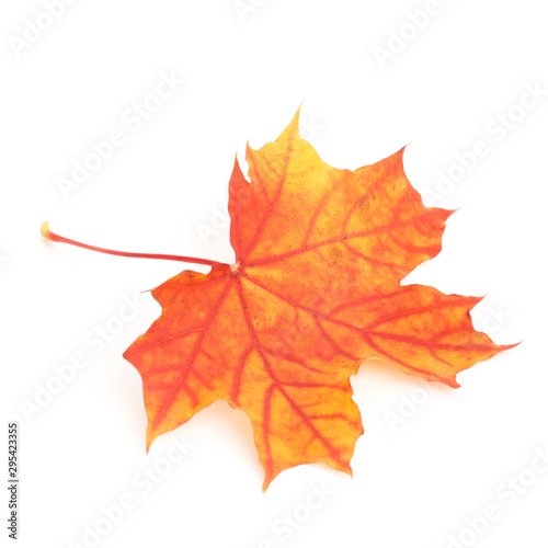 Colorful dry autumn maple leaf