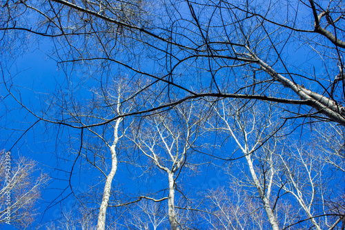 Blue sky with tree branches. View from below.