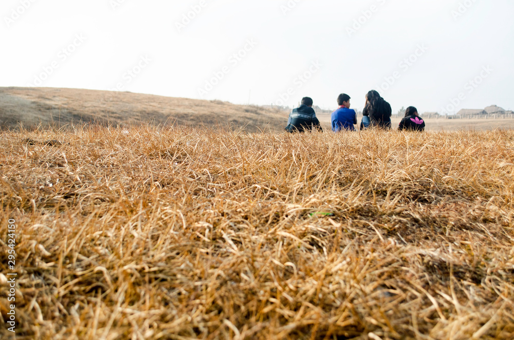 Golden Field