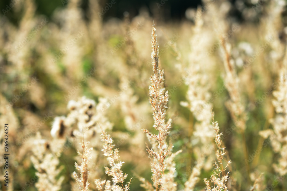 Dry grass in a meadow illuminated by the sun on an autumn day closeup Dry grass in a meadow illuminated by the sun on an autumn day closeup