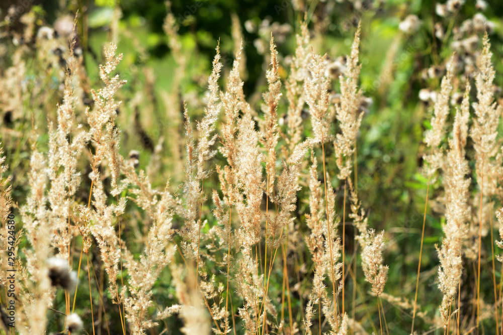 Dry grass in a meadow illuminated by the sun on an autumn day closeup Dry grass in a meadow illuminated by the sun on an autumn day closeup