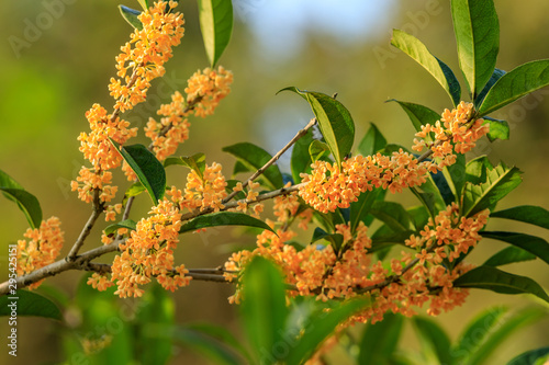 Yellow osmanthus blossoms on osmanthus tree in autumn season