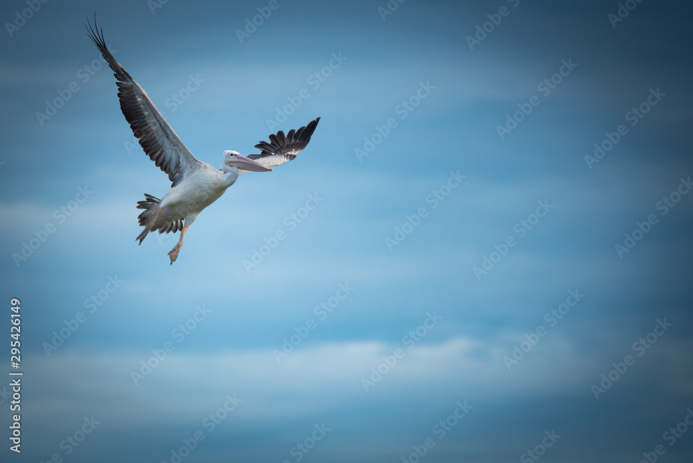 Obraz premium The beautiful wild birds flying to find the food near the river
