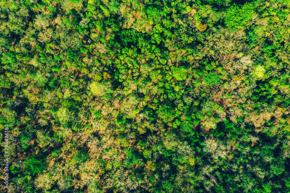 Aerial view from drone of the forest Aerial view from drone of the forest