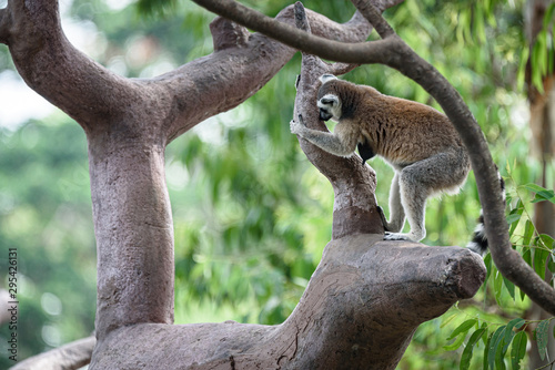  Wild Madagascar cat on the tree at safari zoo