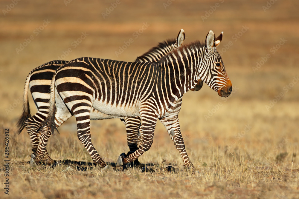 Cape mountain zebras (Equus zebra) in natural habitat, Mountain Zebra  National Park, South Africa. Stock-Foto | Adobe Stock