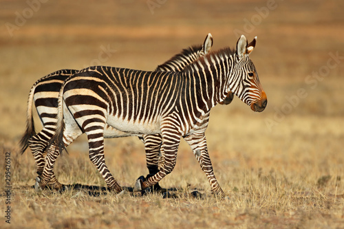 Cape mountain zebras  Equus zebra  in natural habitat  Mountain Zebra National Park  South Africa.