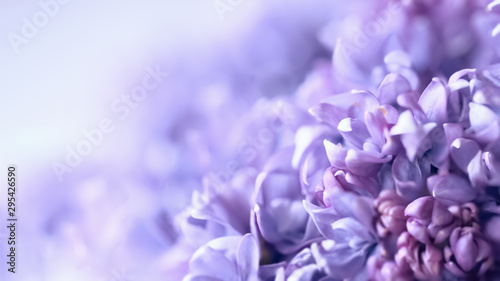 lilac flowers macro. blurred background with lilac delicate flowers. floral background with branches of flowering lilac. © Nataliya