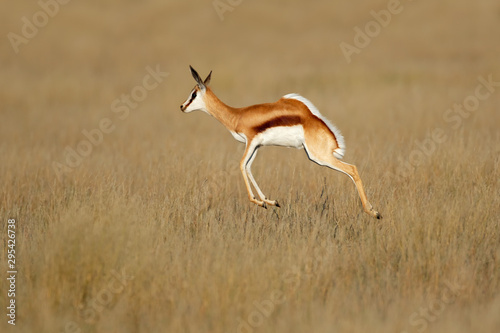 Jumping springbok antelope (Antidorcas marsupialis) in natural habitat, South Africa.