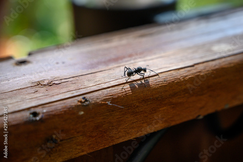 one black ant walk on the wood balcony