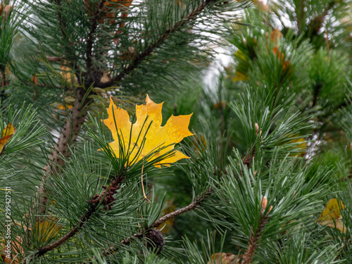 yellow maple leaf stuck in pine branch