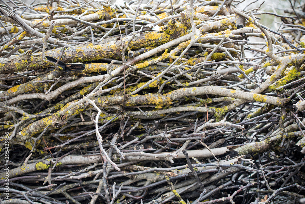 Branches covered with moss.Backgrounds,textures. Branches covered with moss.Backgrounds,textures.