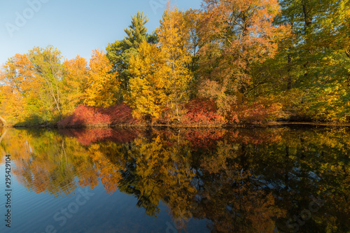 sunny landscape with trees