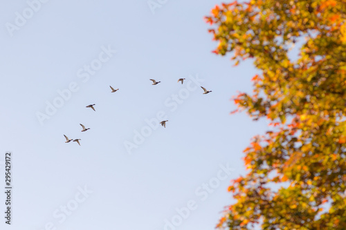 flight in autumn © Maslov Dmitry