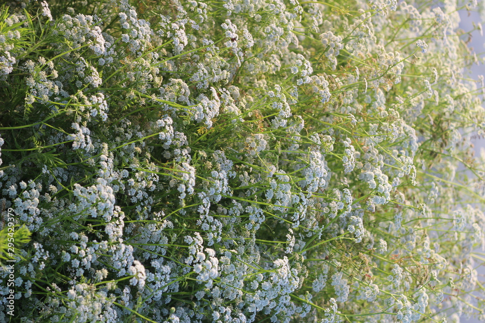 green park, leaf texture. Summer day. green park, leaf texture. Summer day.