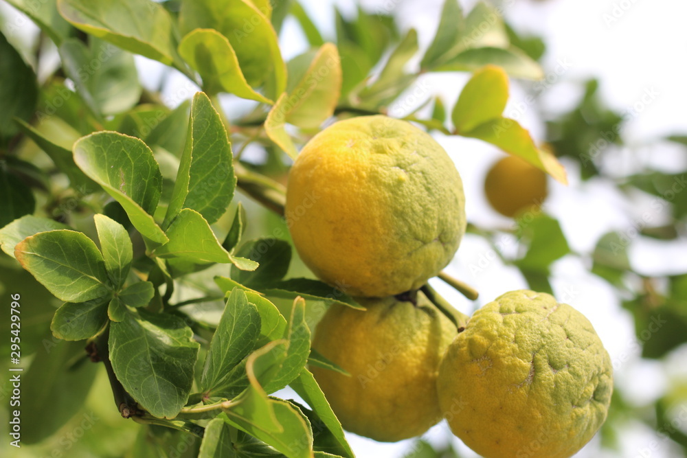 tangerines on a tree. Sunny day. Harvest tangerine. tangerines on a tree. Sunny day. Harvest tangerine.