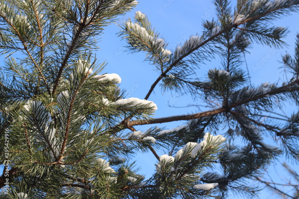 winter forest. Branches in the forest. Snow. Sunny day in the forest. winter forest. Branches in the forest. Snow. Sunny day in the forest.