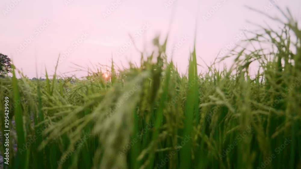 Rice field green grass and sunset landscape background with slow motion scene M Rice field green grass and sunset landscape background with slow motion scene M