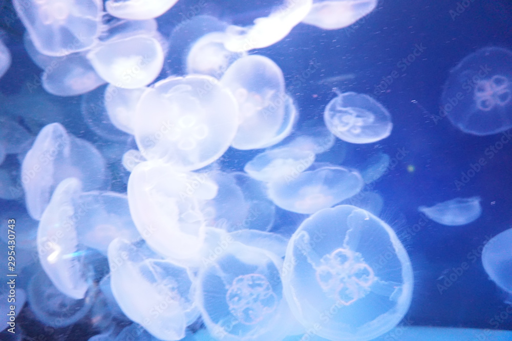 青 アブストラクト クラゲ 水 海 光 魚 水中の バブル デザイン ゼリー アクアリウム 白 海 色 質感 イラスト 携帯電話 ボケ 模様 光る 明るい かすみ 壁紙 Fotografiya Stock Adobe Stock