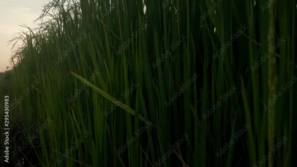 Rice field green grass and sunset landscape background with slow motion scene M Rice field green grass and sunset landscape background with slow motion scene M