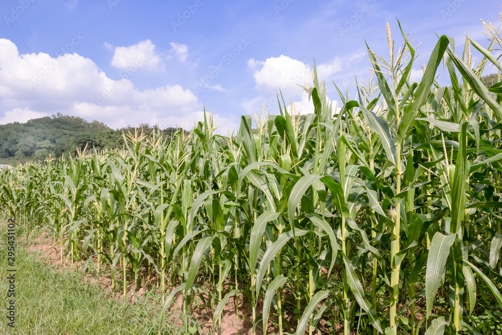 Corn farm with blue sky