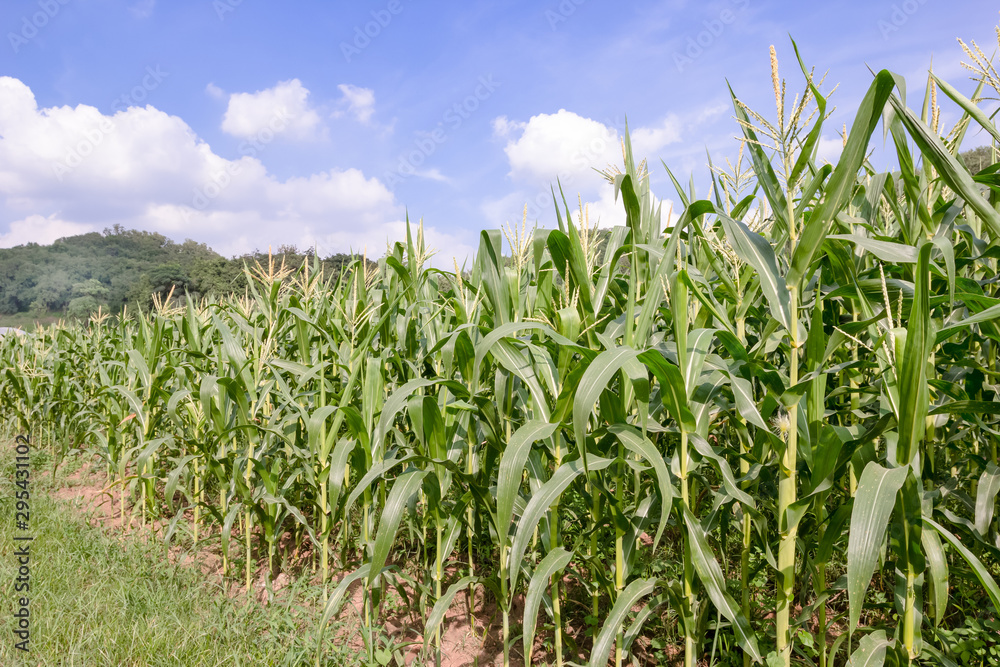 Fototapeta premium Corn farm with blue sky