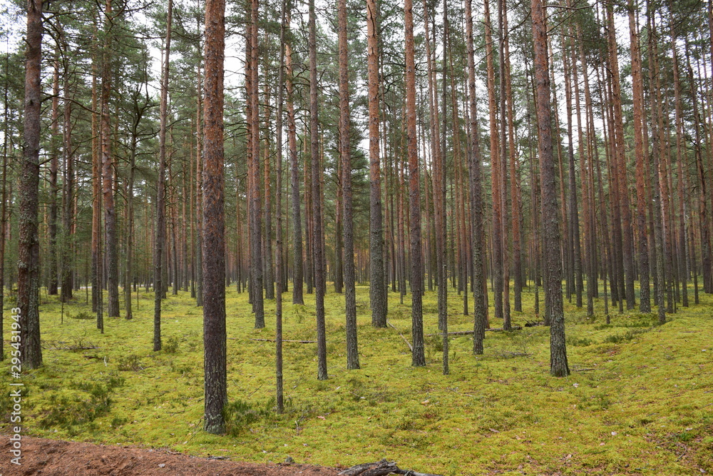 autumn forest on a cloudy day autumn forest on a cloudy day