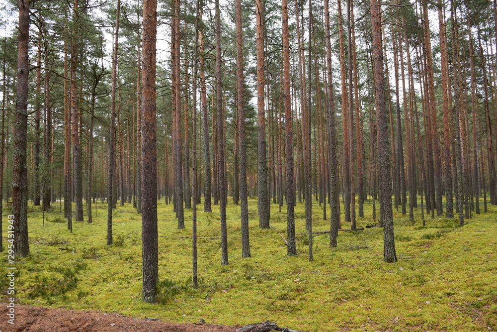 autumn forest on a cloudy day