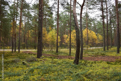 autumn forest on a cloudy day