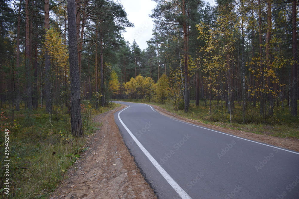 Fototapeta premium autumn forest on a cloudy day