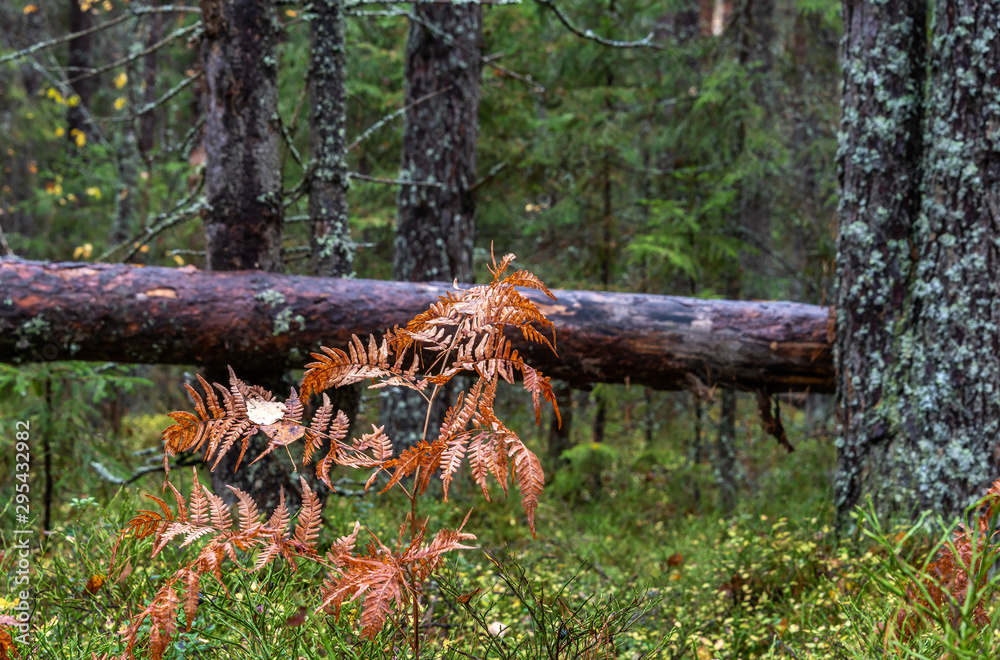 Yellow fern leaves in the forest in autumn after rain