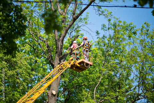 workers cut tree branches in a park