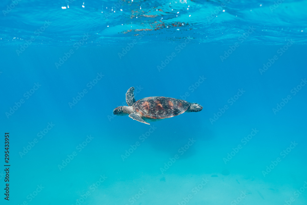 Sea turtle swimming in clean turquoise waters on Great barrier reef, Australia
