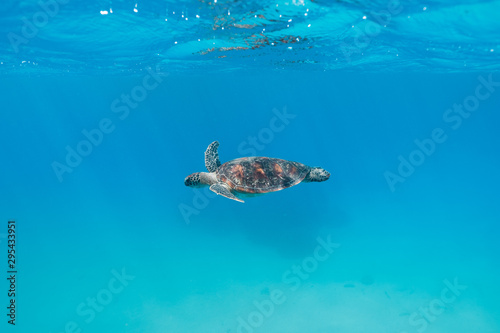 Sea turtle swimming in clean turquoise waters on Great barrier reef, Australia © Klara