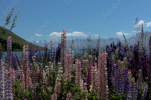 Blühende Lupinen in Neuseeland