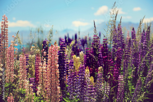 Blühende Lupinen in Neuseeland