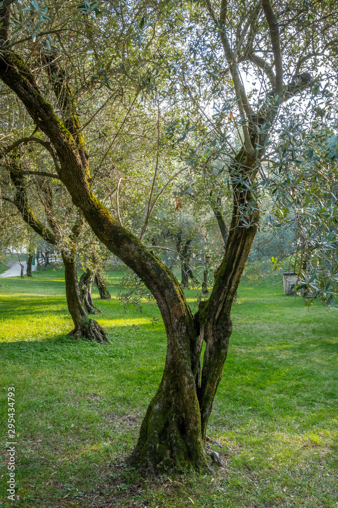 Alter Olivenbaum (Olea europaea), Punta San Vigilio, Lake Garda, Veneto, Italy, Europe Alter Olivenbaum (Olea europaea), Punta San Vigilio, Lake Garda, Veneto, Italy, Europe