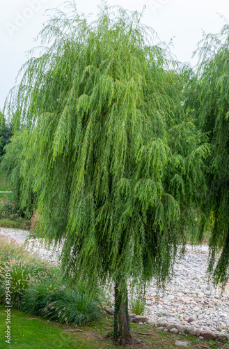 Trauerweide (Salix babylonica), Castelnuovo, Venetien, Italien, Europa