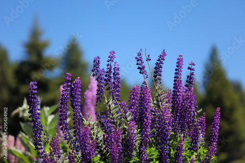 Bl  hende Lupinen in Neuseeland