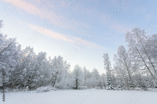 The forest has covered with heavy snow and clear blue sky in winter season at Lapland  Finland.