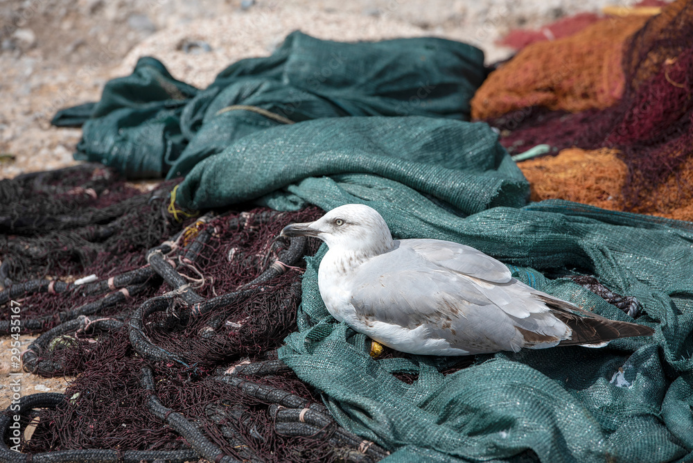 Naklejka premium Young seagull resting on the fishing nets