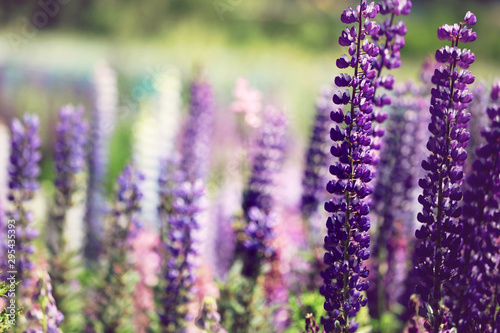 Bl  hende Lupinen in Neuseeland